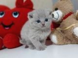 Scottish Fold