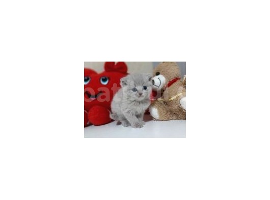 Scottish Fold