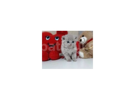 Scottish Fold görsel
