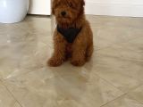 Tüm Aşıları Yapılmış Sevimli Toy Poodle