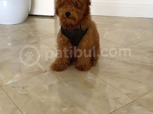 Tüm Aşıları Yapılmış Sevimli Toy Poodle