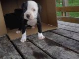 A Kalite Pitbull