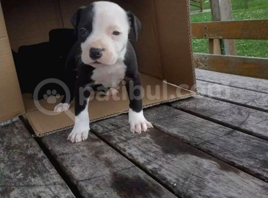 A Kalite Pitbull