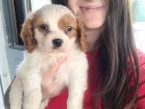 Cavalier King Charles Yavru (Bursa Köpek Okulu)