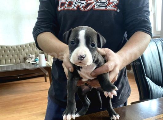 A Kalite Pitbull görsel