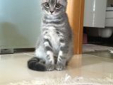 Scottish Fold Yavru