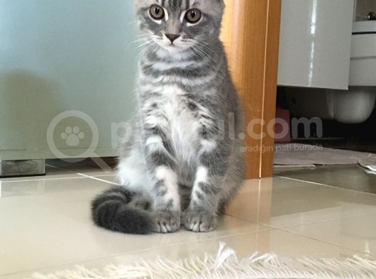 Scottish Fold Yavru
