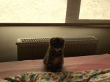 Scottish Fold Yavru