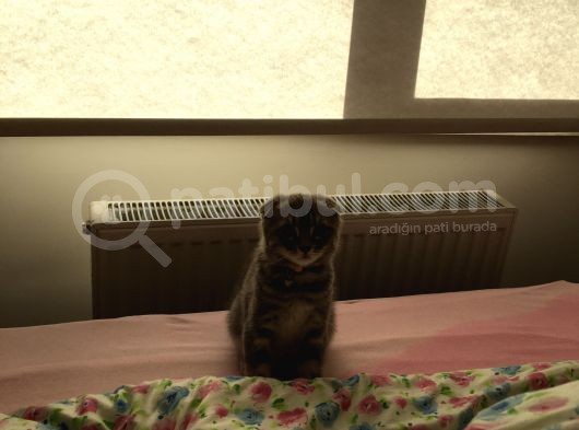 Scottish Fold Yavru görsel