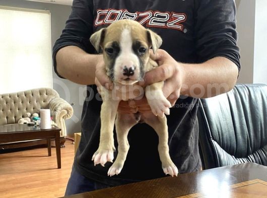 A Kalite Pitbull görsel