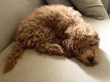 Tüm Aşıları Yapılmış Sevimli Toy Poodle