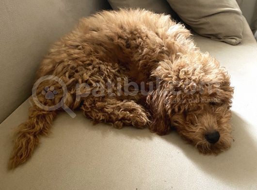 Tüm Aşıları Yapılmış Sevimli Toy Poodle görsel