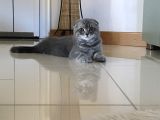 Scottish Fold Yavru