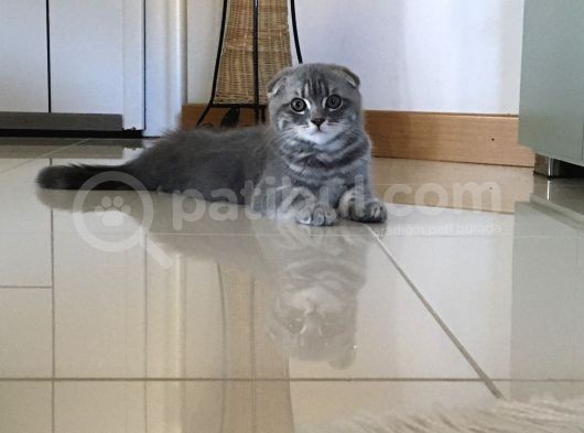 Scottish Fold Yavru görsel