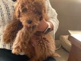 Tüm Aşıları Yapılmış Sevimli Toy Poodle