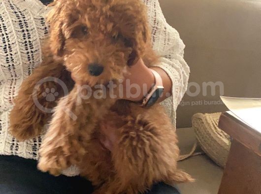 Tüm Aşıları Yapılmış Sevimli Toy Poodle görsel