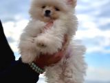 Kaliteli Pomeranian Yavrusu