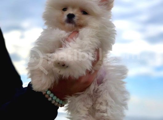 Kaliteli Pomeranian Yavrusu görsel