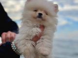 Kaliteli Pomeranian Yavrusu