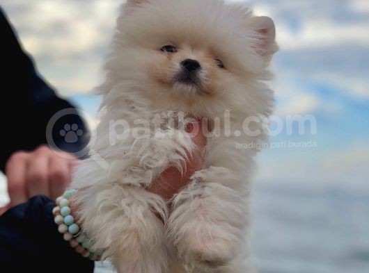Kaliteli Pomeranian Yavrusu