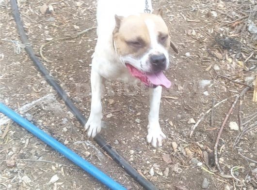 16 Aylık Erkek Pitbull görsel