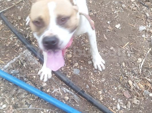 16 Aylık Erkek Pitbull görsel
