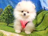 Pomeranian Boo Teddy Bear Yavrular