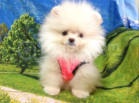 Pomeranian Boo Teddy Bear Yavrular görsel