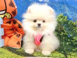 Pomeranian Boo Teddy Bear Yavrular