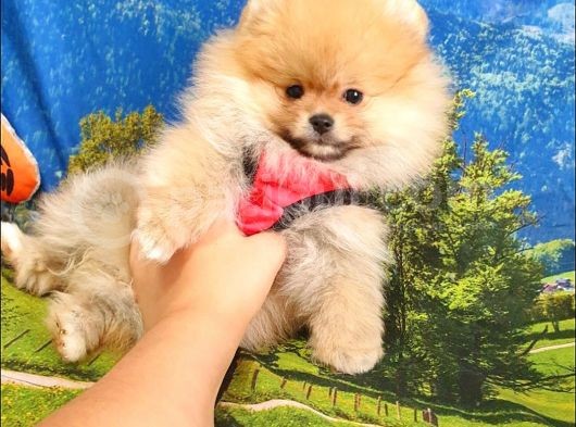 Orjinal Pomeranian Boo Yavrularımız görsel