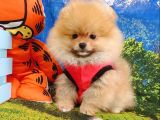 Orjinal Pomeranian Boo Yavrularımız