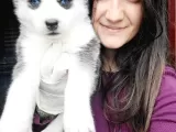 Sibirya Kurdu Yavrular (Bursa Köpek Okulu)