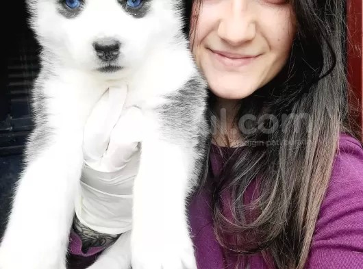 Sibirya Kurdu Yavrular (Bursa Köpek Okulu) görsel