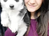 Sibirya Kurdu Yavrular (Bursa Köpek Okulu)