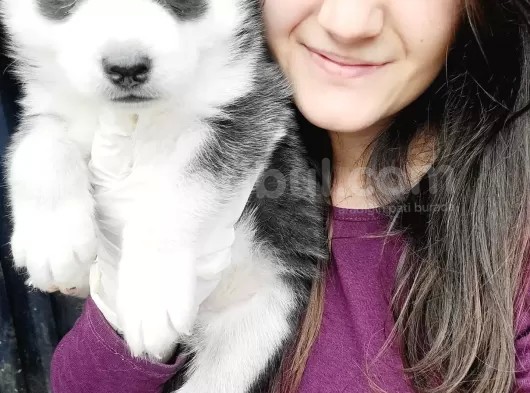 Sibirya Kurdu Yavrular (Bursa Köpek Okulu) görsel