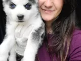 Sibirya Kurdu Yavrular (Bursa Köpek Okulu)