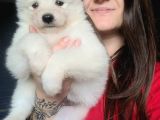 Samoyed Yavru (Bursa Köpek Okulu)