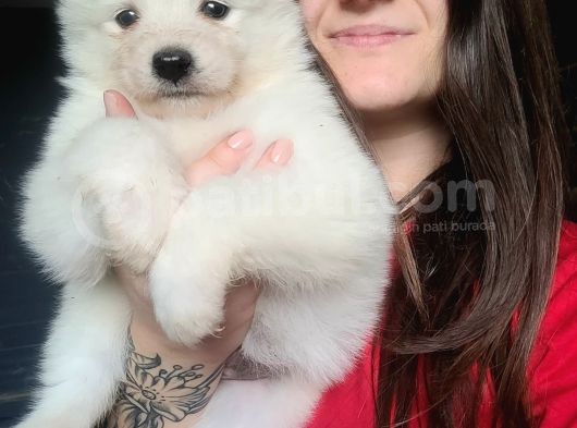 Samoyed Yavru (Bursa Köpek Okulu) görsel