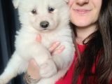 Samoyed Yavru (Bursa Köpek Okulu)