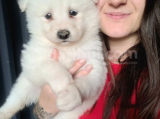 Samoyed Yavru (Bursa Köpek Okulu)