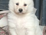 Samoyed Yavru (Bursa Köpek Okulu)
