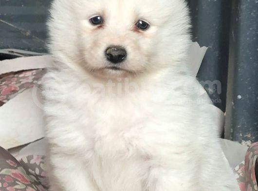 Samoyed Yavru (Bursa Köpek Okulu) görsel
