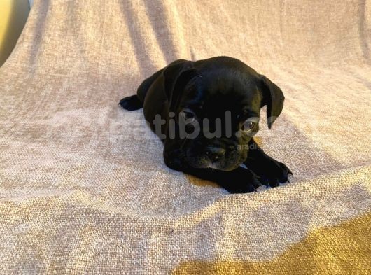 Blue Gen Taşıyıcılı Son Black Yavru!!! görsel
