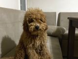 Tüm Aşıları Yapılmış Sevimli Toy Poodle