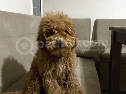 Tüm Aşıları Yapılmış Sevimli Toy Poodle görsel