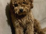 Tüm Aşıları Yapılmış Sevimli Toy Poodle