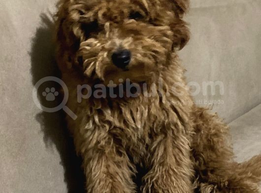Tüm Aşıları Yapılmış Sevimli Toy Poodle görsel