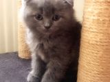 Ayı Kafalı Saf Kan Schottish Fold Ve British Shorthair 