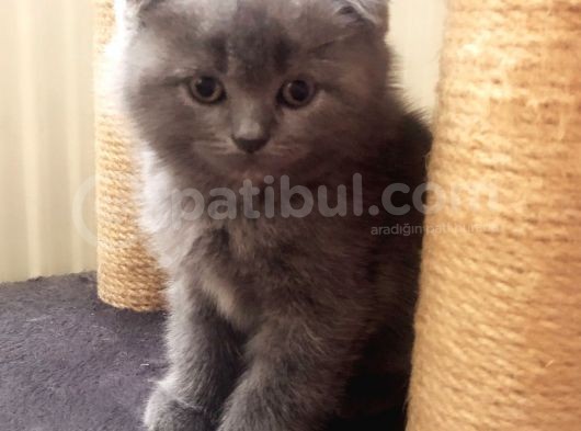 Ayı Kafalı Saf Kan Schottish Fold Ve British Shorthair  görsel