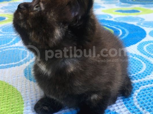 Özel Eği̇ti̇mli̇ Safkan Scotti̇sh Fold Di̇şi̇ Beyaz Sifir Kulak görsel